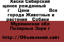 Хаски Сибирский (щенок рожденный 20.03.2017г.) › Цена ­ 25 000 - Все города Животные и растения » Собаки   . Мурманская обл.,Полярные Зори г.